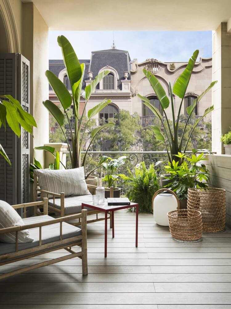 rośliny tropikalne na balkon