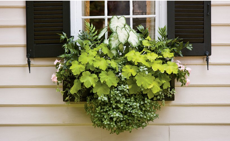 Skrzynki okienne cień do roślin letnie pelargonie heuchera