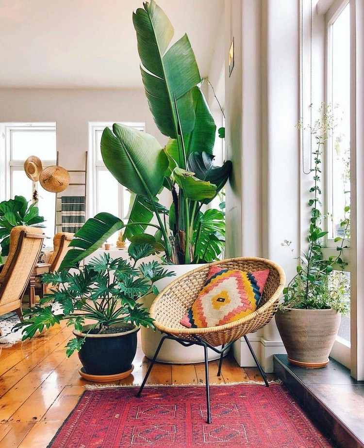 Rośliny do pokoju Trendy meblowe Styl życia Boho Porady dotyczące umeblowania