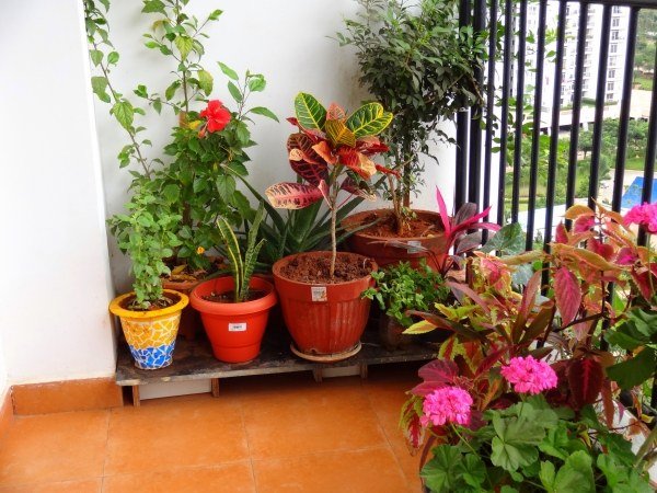 Ładny design roślin na balkonie piękne-rośliny-balkon-projektowanie-ogrodu-przeciw-insektom