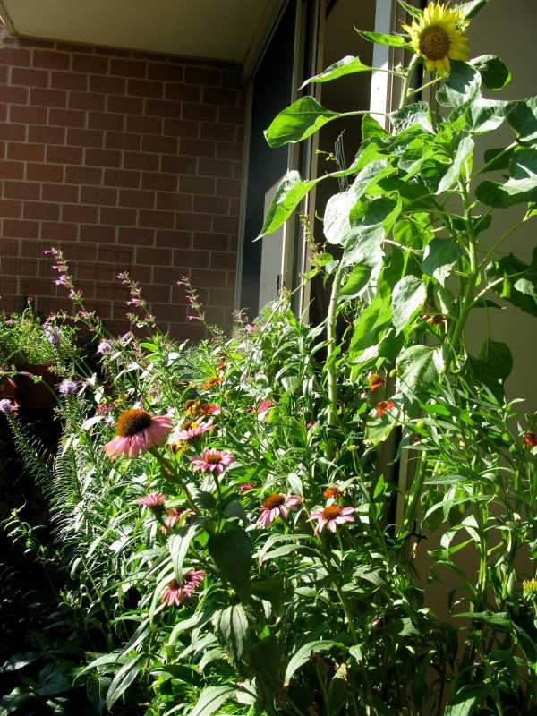 Echinacea i słonecznik na balkonie ehinazea-rosliny-balkonowe-zielone-kwiaty-instrukcje