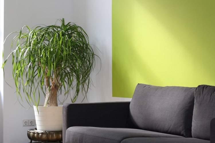 salon-kolor-ściany-zielony-biały-roślina-szara-sofa