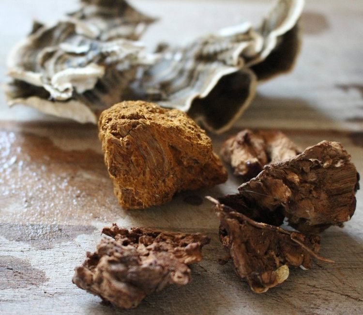 grzyb reishi kup ganoderma lucidum kawa grzyby lecznicze korzyści zdrowotne dodaj kawałki grzybów gotowanie na sucho