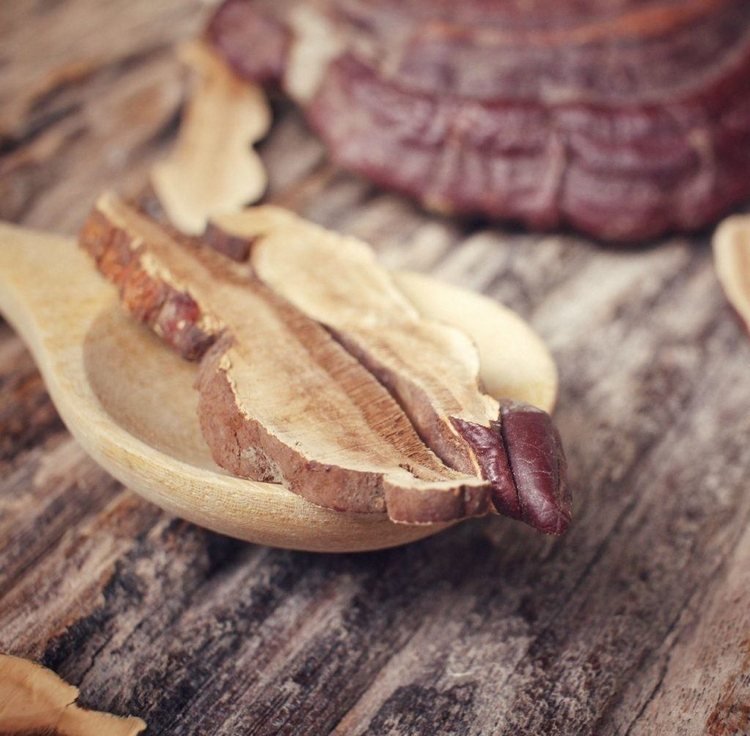 grzyb reishi kupić ganoderma lucidum kawa grzyby lecznicze korzyści zdrowotne kawałek grzyba drewniana łyżka