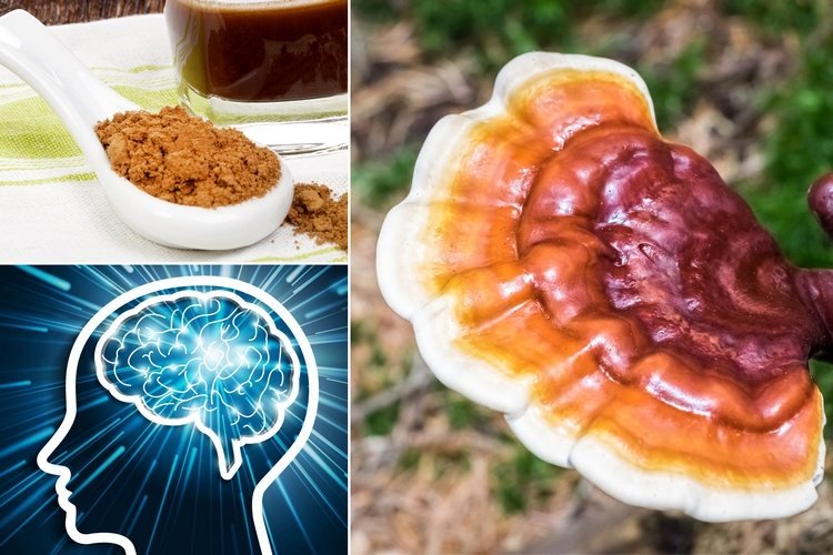 grzyb reishi kup ganoderma lucidum kawa grzyby lecznicze korzyści zdrowotne mózg kawa w proszku kawa napój kawa grzybowa