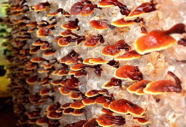 kapsułki reishi kup kawę ganoderma lucidum grzyby lecznicze korzyści zdrowotne rosnące odmiany upraw