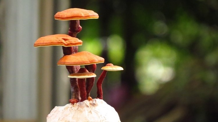 kapsułki reishi kup kawę Ganoderma lucidum grzyby lecznicze korzyści zdrowotne rosną pozytywne efekty