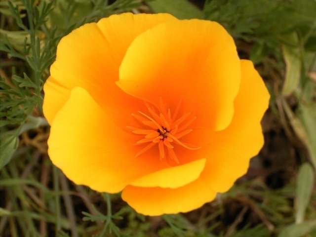 Sadzenie kwiatów maku kalifornijskiego Eschscholzia calofornica jasnopomarańczowe