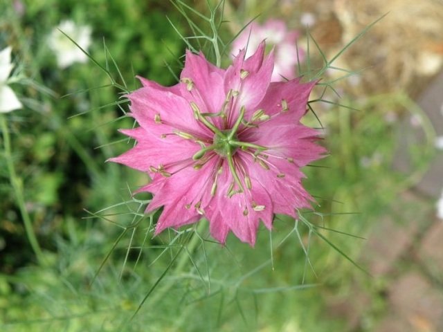 Wskazówki Jungfer im Grünen-nigella-damascene dotyczące sadzenia w ogrodzie