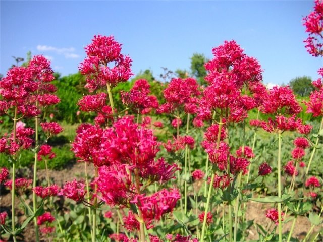 czerwony kwiat ostrogi Centranthus ruber pomysły na kwiaty bez większego wysiłku