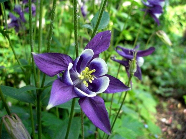 Columbines ciemnofioletowe tworzące rośliny porady ogrodowe dla ogrodników hobbystów