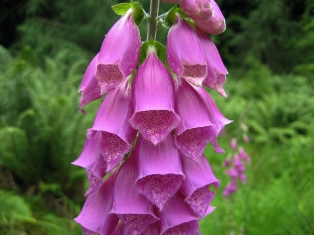 Digitalis purpurea - glikozydy nasercowe kwiaty porady dotyczące ogrodnictwa krajobrazowego