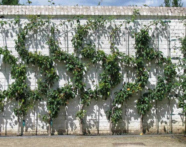 Kształtuj owoce kratki Espalier owoc w ogrodzie krój-pomysł-biała-ściana-kształt-zieleń