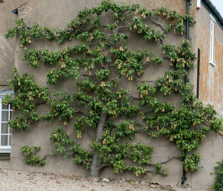 Zaoszczędź miejsce w ogrodzie z drzewami na elewację Espalier owoce w ogrodzie dom-fasada-dekoracja-porady-pielęgnacja