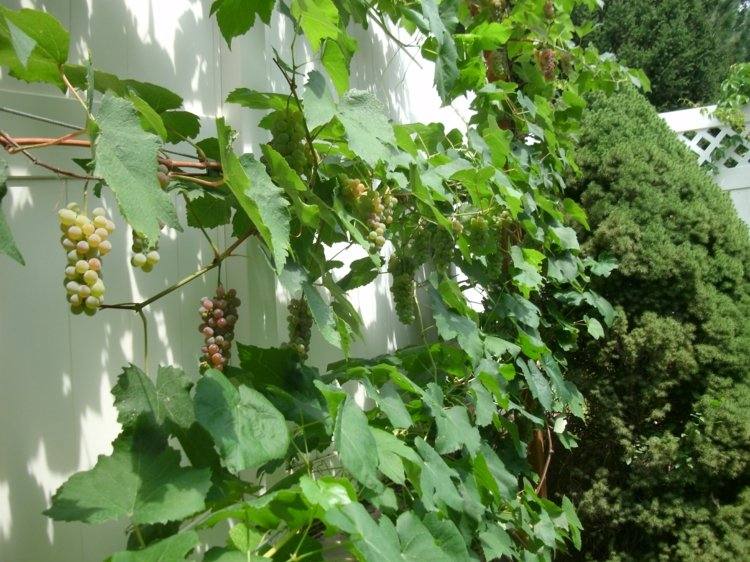 Winorośl jako owoc espalier emanuje południowym klimatem Espalier-owoce-ogród-winogrona-zielona-południowa-taras-atmosfera