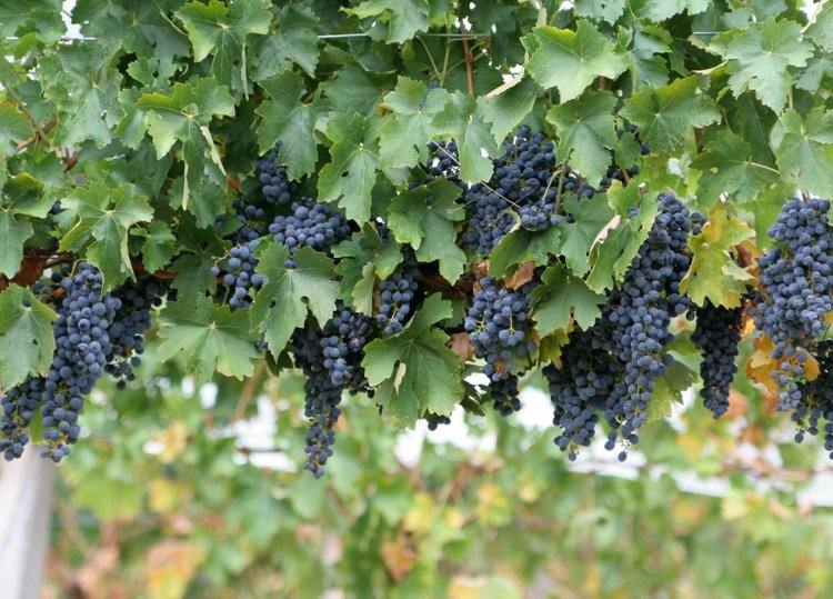 Udekoruj ogród winoroślą Espalier-owoce-ogród-niebiesko-winogronowy-wino-pergola-pomysł-ogrodnictwo