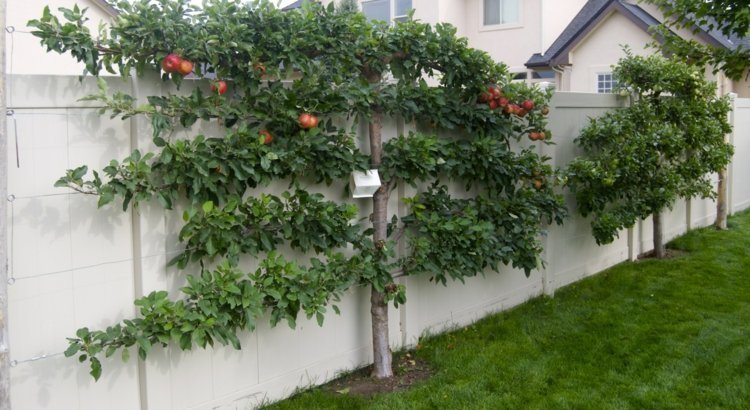 Owoce Espalier dla ochrony prywatności Espalier-owoce-ogród-jabłoń-cięte-drewno-ogrodzenie-białe