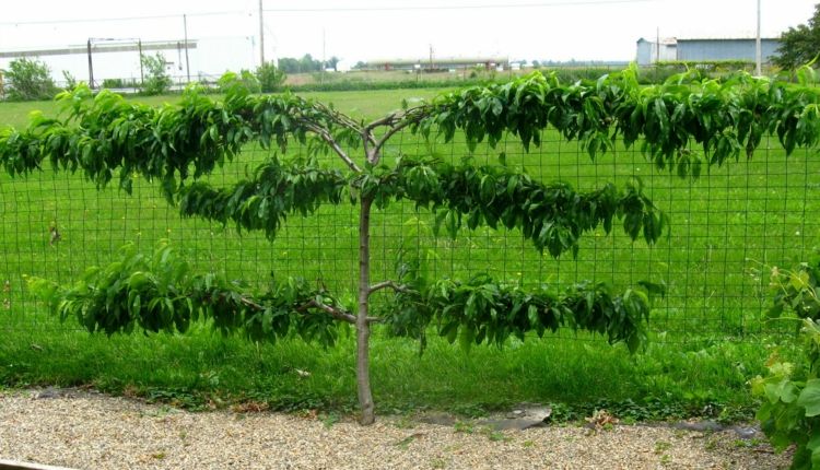 Brzoskwinie Espalier mają kształt gruszek i jabłek Espalier-owoce-ogród-brzoskwinia-drut-ogrodzenie-kwiat-wczesne-pole