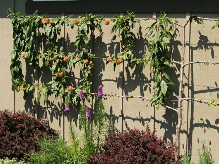 Owoce Espalier w ogrodzie - niektóre odmiany można sadzić poniżej Trellis Fruit Garden Wall Design Trellis z drewna brzoskwiniowego
