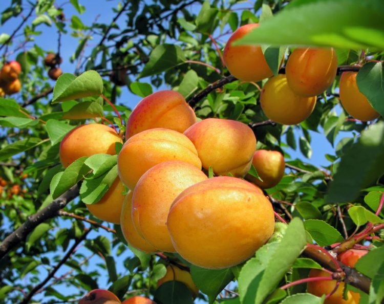 Dodaj drzewo morelowe do ogrodu Espalier-owoce-ogrodowe-morelowe-wczesno-dojrzałe-łatwe-pielęgnacje-letnie-owoce