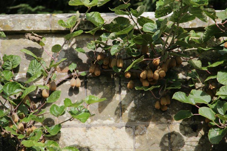 Kiwi doskonale nadaje się również jako owoc espalier Espalier-owoc-ogród-ściana-kiwi-wspinacz-egzotyczny