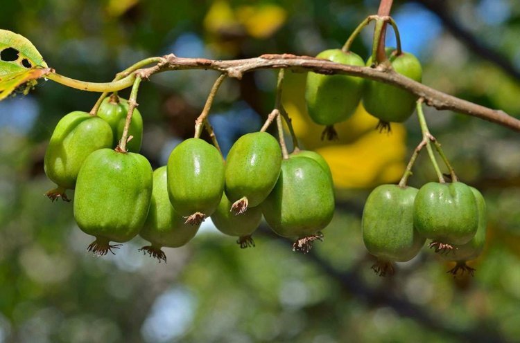 Jako owoc espalier kiwi wymaga roślin męskich i żeńskich Espalier-owoce-ogród-projekt-kiwi-zdrowe-odzywianie-witaminy