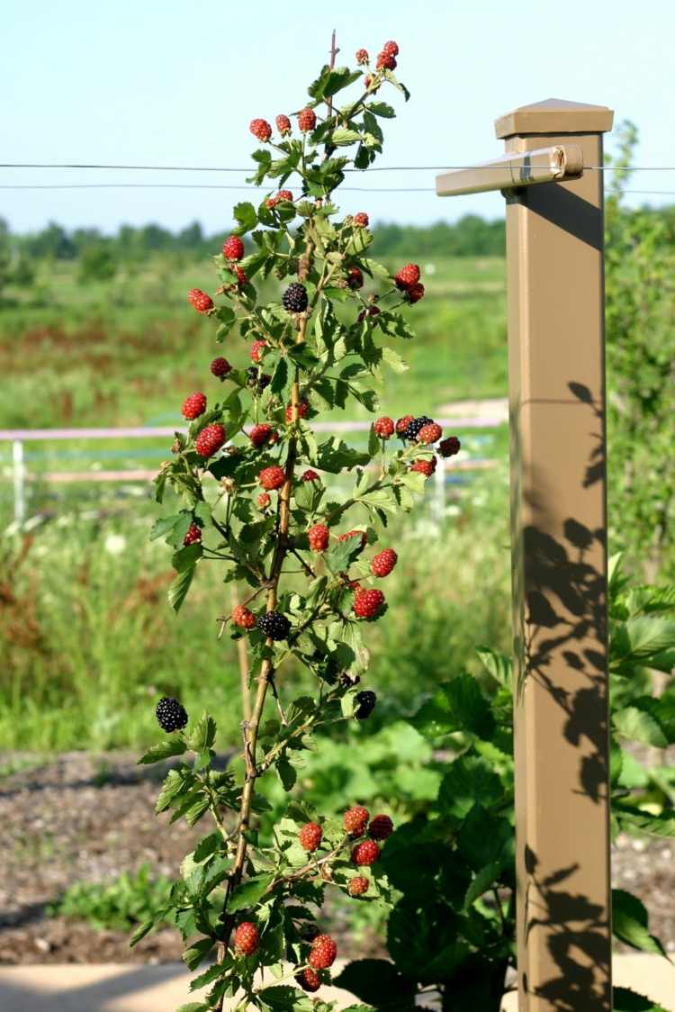 W ogrodzie często można spotkać krzewy jeżyn Espalier-owoce-ogród-jeżyny-wire-pomysł-łatwe-pielęgnacje-słońce