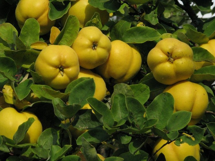 Pigwa w ogrodzie jest dobra do robienia dżemu Espalier-owoce-ogrodowe-pigwa-żółte-owocowe-dżem-galaretka-składnik