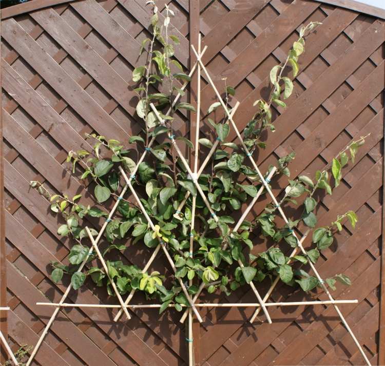 Udekoruj różne powierzchnie owocami espalier Espalier-owoce-ogród-pigwa-prywatność-ekran-drewno-wis-dekoracja