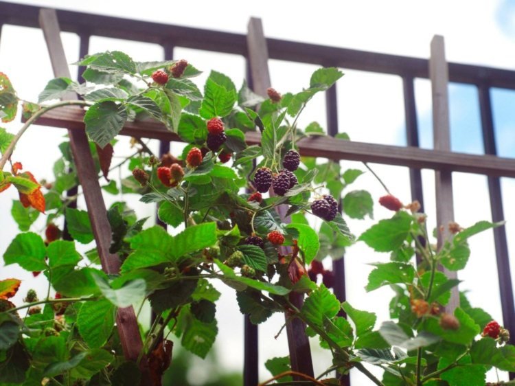 Owoce Espalier w ogrodzie - jeżyny mogą służyć jako roślina pnąca Espalier-owoce-ogród-las-owoce-jezyny-sieci-pomysl-budowa-wsparcie