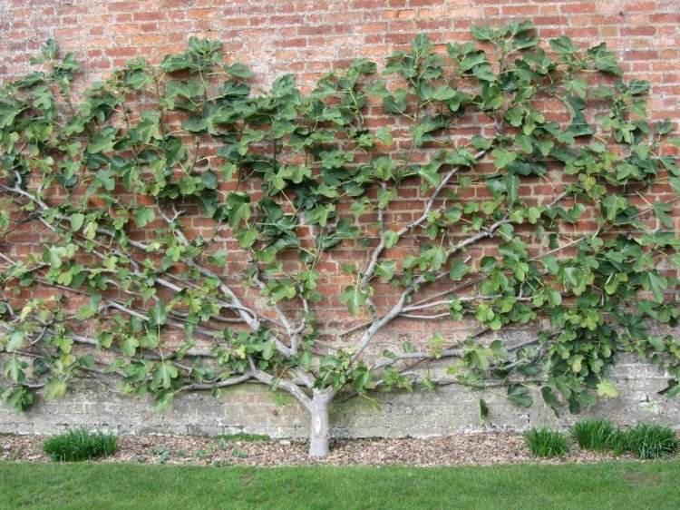 Owoce Espalier w ogrodzie - figa o atrakcyjnym kształcie Owoce Espalier w ogrodzie fig-rośliny-cegła-ściana-ekran prywatności