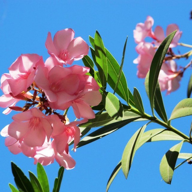 Gość z rejonu Morza Śródziemnego – oleander Nerium-oleander-piękny-foto-różowy-kolor