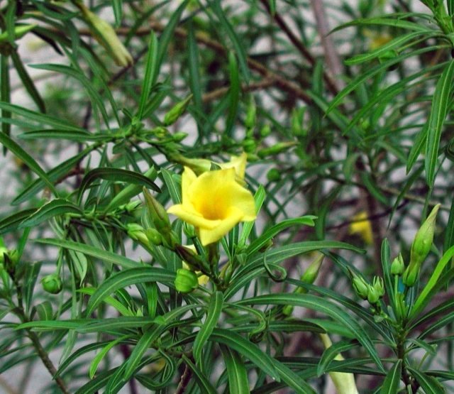 Trujące piękno oleandra jest niebezpieczne żółty-oleander-kwiat-pomysły-domowa-doniczka