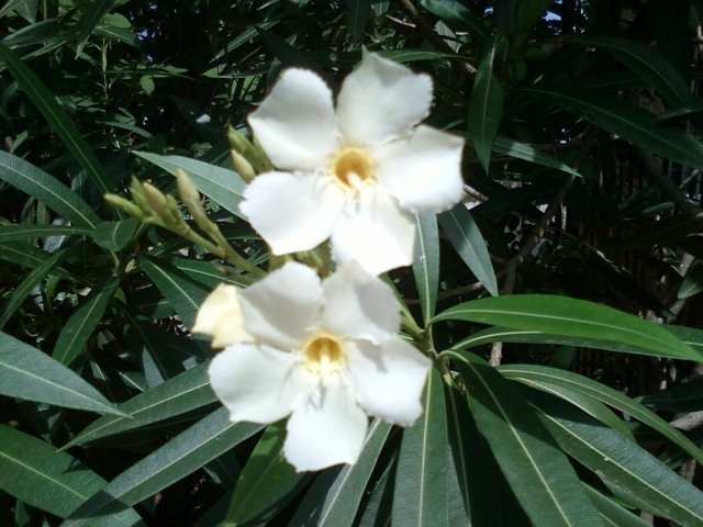 Podlewaj regularnie w upalne dni Nerium-oleander-biały-dwa-kwiaty-zamknij