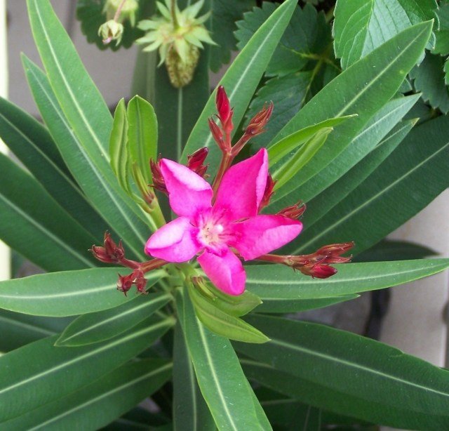 Oleander to roślina, która kocha światło i powietrze piękny-kwitnący-różowy-oleander-zdjęcie-zamknij