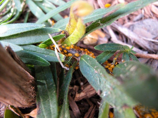 Mszyce mogą być niebezpieczne dla oleandrów asclepias-tuberosa-oleander-choroba-owad-przykład